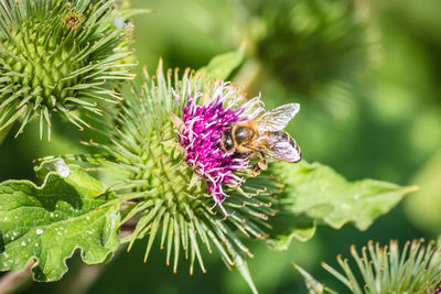 Close-up of bee pollinating on thistle