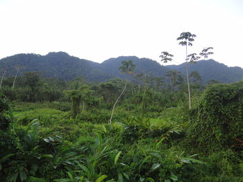 Scenic view of trees growing on field against sky