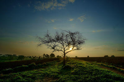 Tree on field against sky at sunset