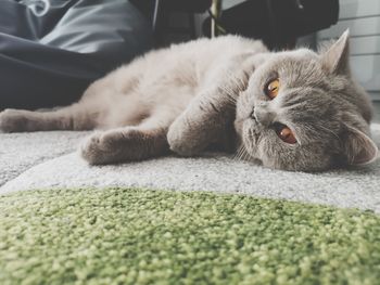 Close-up of a cat resting on rug