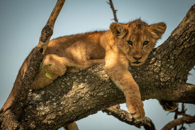 Cat on tree trunk