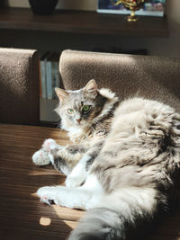 Portrait of cat resting on table at home