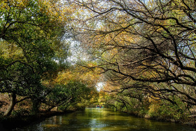 Scenic view of lake in forest during autumn