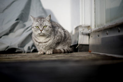 Portrait of cat on footpath