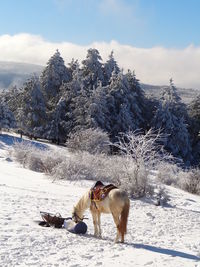 Horse standing on snow covered field against sky