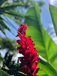 Close-up of red flowering plant