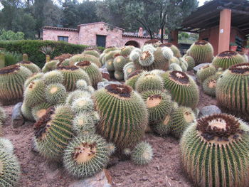 Close-up of cactus