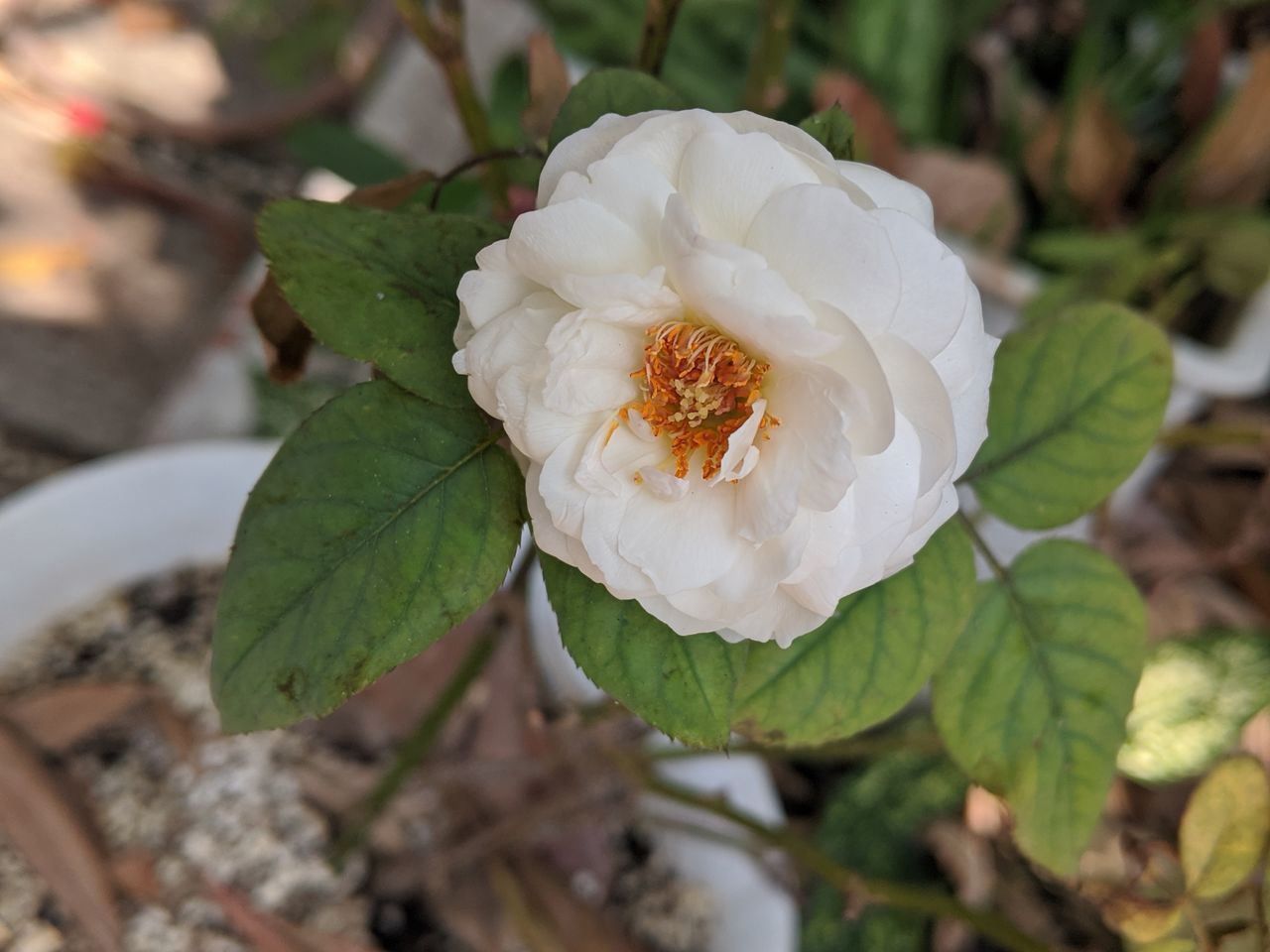 CLOSE-UP OF WHITE ROSE PLANT