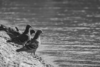 Ducks swimming in lake