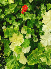 High angle view of flowering plant