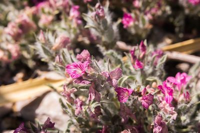 Close-up of pink flowering plant