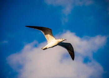 Low angle view of bird flying against sky