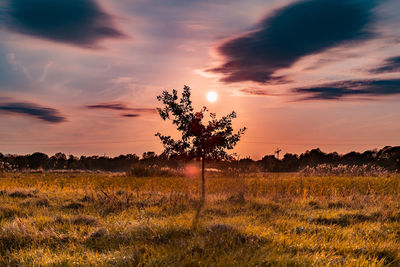 Scenic view of field against sky during sunset