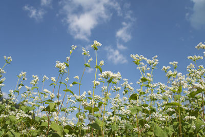 Low angle view of flowers blooming on field against blue sky