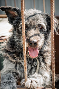 Close-up of dog