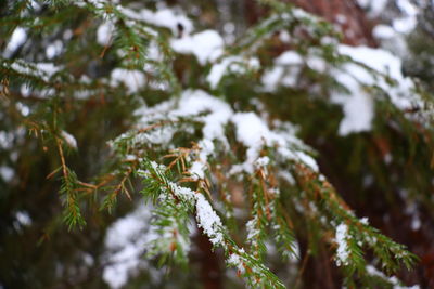 Close-up of pine tree during winter