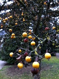 Close-up of fruits growing on tree