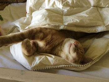 High angle view of cat sleeping on bed