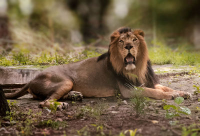 Lion relaxing on a land