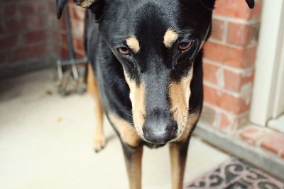 Close-up portrait of a dog