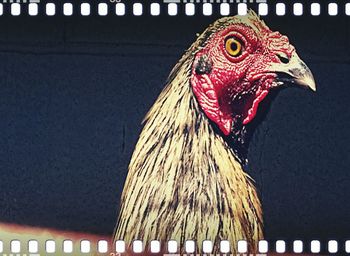 Close-up of an animal