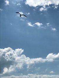 Low angle view of bird flying in sky