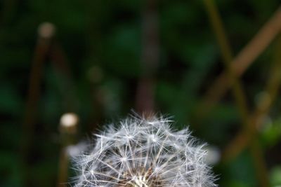 Close-up of dandelion against blurred background