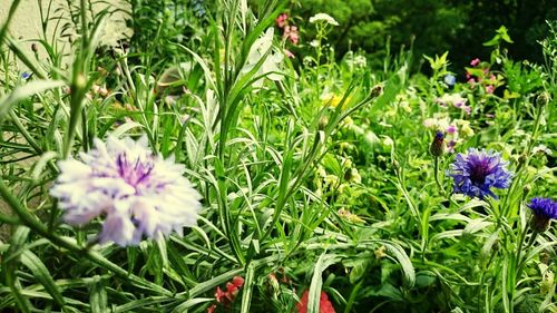 Close-up of purple flowers blooming in field