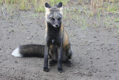 Arctic fox