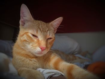 Portrait of cat relaxing on bed at home