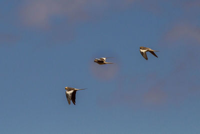 Low angle view of seagulls flying in sky