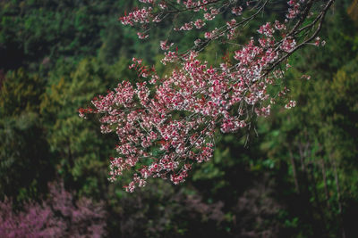 Close-up of pink cherry blossom tree