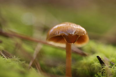 Close-up of mushroom growing on field