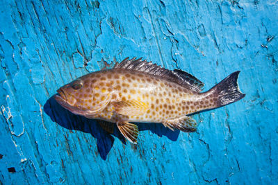 High angle view of fish in sea