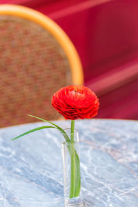 Close-up of red flower ranunculus