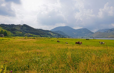 Sheep grazing on grassy field