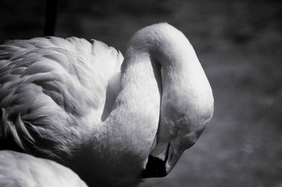 Close-up of swan in water