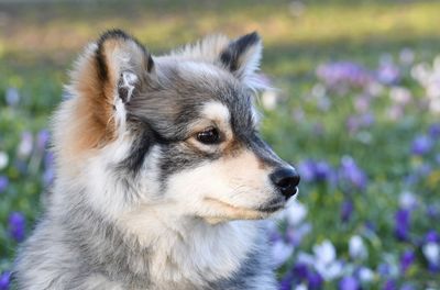 Closeup portrait of finnish lapphund dog in spring 