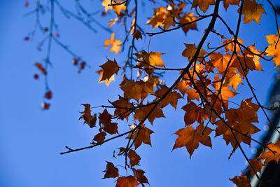 Low angle view of maple leaves against blue sky