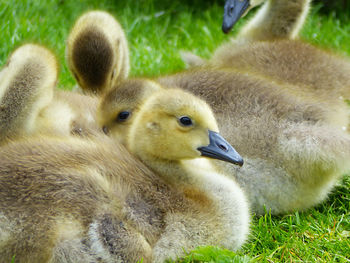 Close-up of ducklings on grass