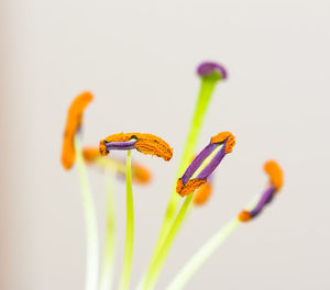 Close-up of insect on flower over white background