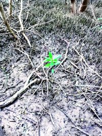 High angle view of plant on field during winter