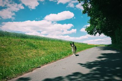 Rear view of man walking on road