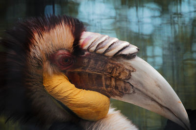 Close-up of bird