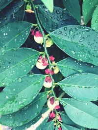 Full frame shot of wet plant