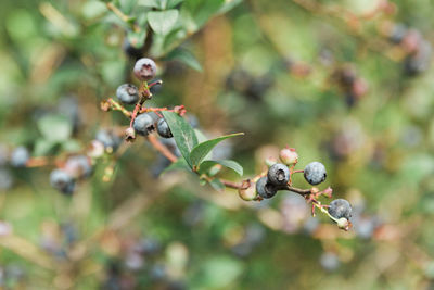 Close-up of berries growing on tree