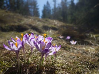 Close-up of purple crocus flowers on field