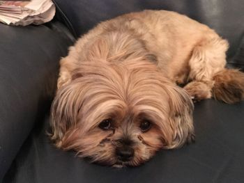 Portrait of dog relaxing on floor
