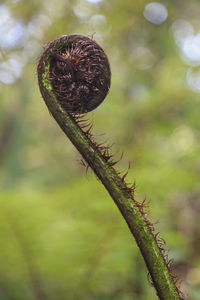 Close-up of fern