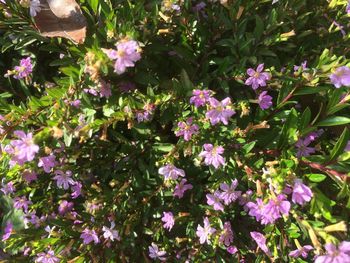Close-up of purple flowering plants